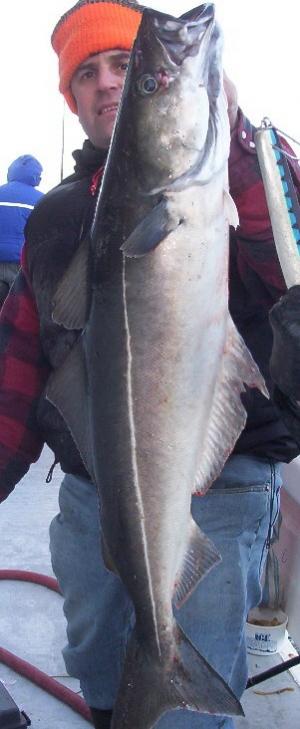 A nice pollock landed on a jig this past week